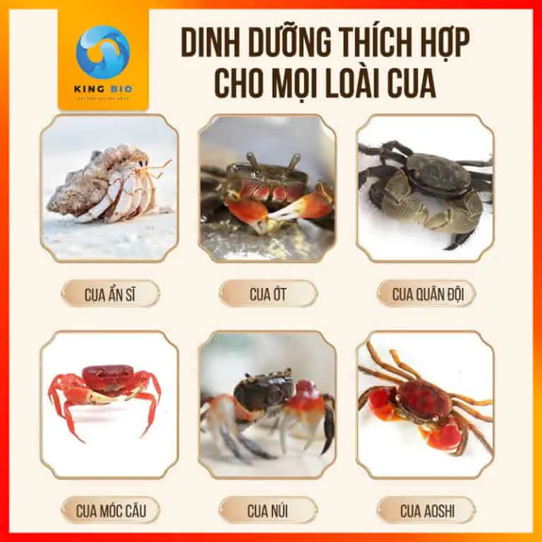 Cám Yee Crab Food thích hợp sử dụng cho loại cua nào