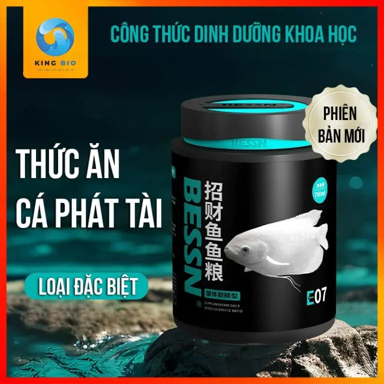 Cám cá phát tài Bessn Osphronemus