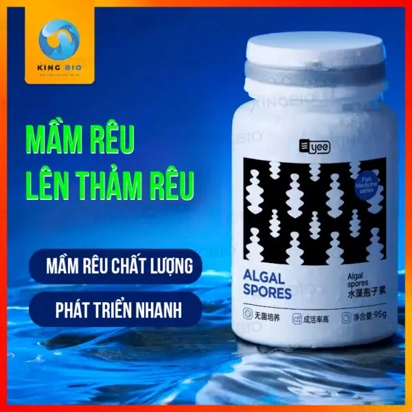 Mầm rêu xanh Yee Algal Spores