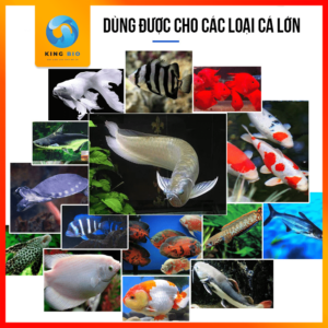 Cám Beesn Sink Fish Food - Thức ăn siêu đạm trên 50% cho cá cảnh - Ảnh 4