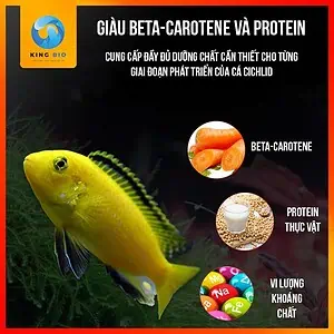 Cám Bessn Cichlidae thức ăn cân bằng dinh dưỡng cho cá Ali và họ cá Cichlids - Ảnh 2