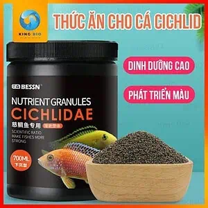 cám Bessn Cichlidae