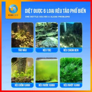 Bột diệt rêu tảo Yee thế hệ mới cho bể cá - Ảnh 2