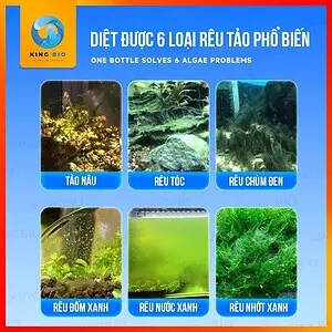 Bột diệt rêu tảo Yee thế hệ mới cho bể cá - Ảnh 2