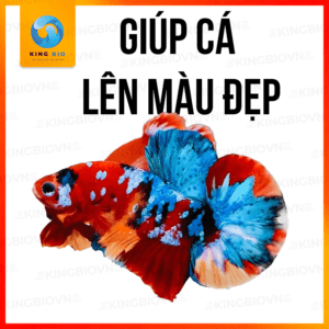 Cám Betta Yee Fighting Fish thức ăn kích màu cho cá betta - Ảnh 3