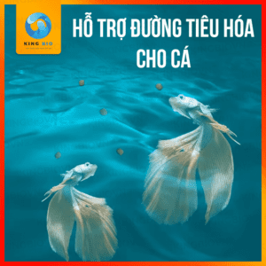 Cám Betta Yee Fighting Fish thức ăn kích màu cho cá betta - Ảnh 4