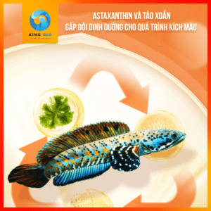 Cám Yee - Thức ăn cân bằng dinh dưỡng hỗ trợ kích màu cho cá lóc cảnh - Ảnh 2