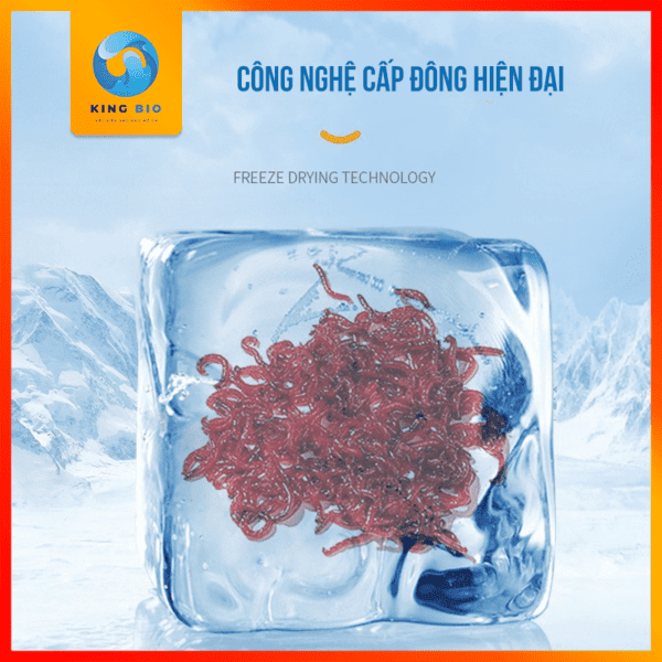 Yee Blood Worm trùng huyết sấy khô thức ăn dinh dưỡng cho cá cảnh - Ảnh 4