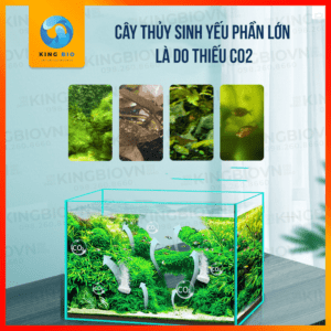 Viên sủi CO2 Nepall cao cấp - Ảnh 4