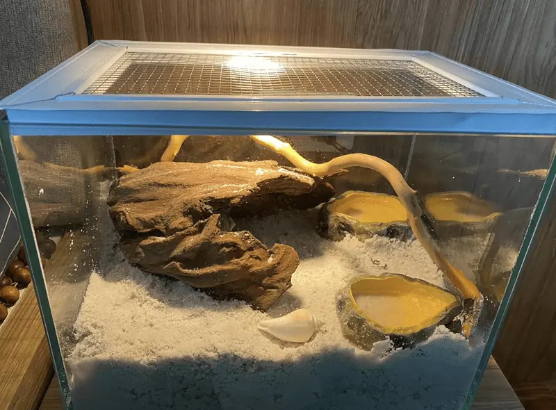 Chăm sóc Ốc Mượn Hồn bằng cách xây dựng môi trường sống cho chúng