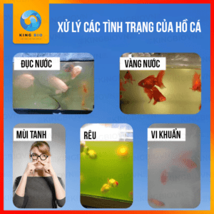 Chế phẩm sinh học làm trong nước bể cá Yee Purifier - Ảnh 3