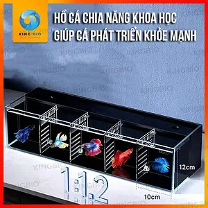 Bể cá Betta Yee độ bền cao, kính siêu trong, tặng kèm bơm và lọc - Ảnh 2