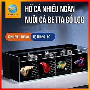 Bể cá Betta Yee