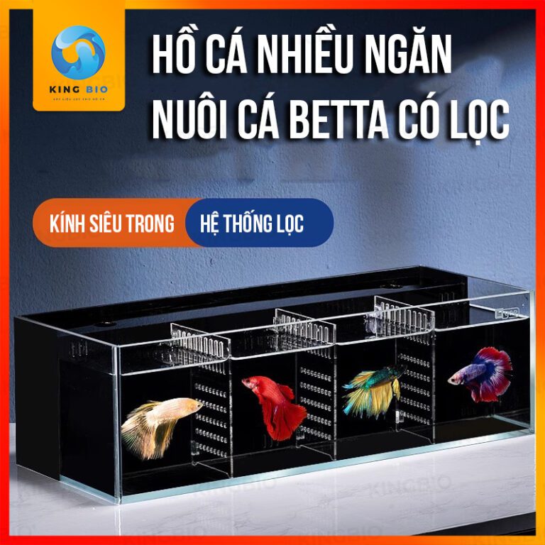 Bể cá Betta Yee