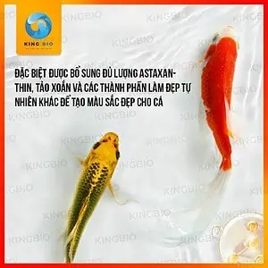 Cám Yee Koi Food thức ăn cân bằng dinh dưỡng cho cá KOI - Ảnh 2