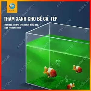 [Hộp 95g] Mầm rêu xanh Yee Algal Spores - Ảnh 2