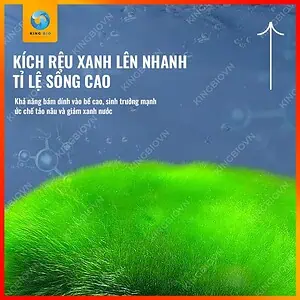 [Hộp 95g] Mầm rêu xanh Yee Algal Spores - Ảnh 3