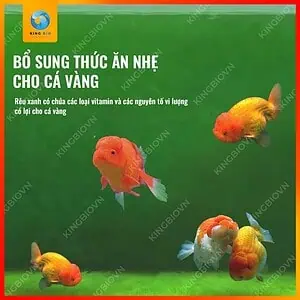 [Hộp 95g] Mầm rêu xanh Yee Algal Spores - Ảnh 4