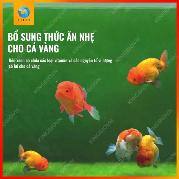 [Hộp 95g] Mầm rêu xanh Yee Algal Spores - Ảnh 4