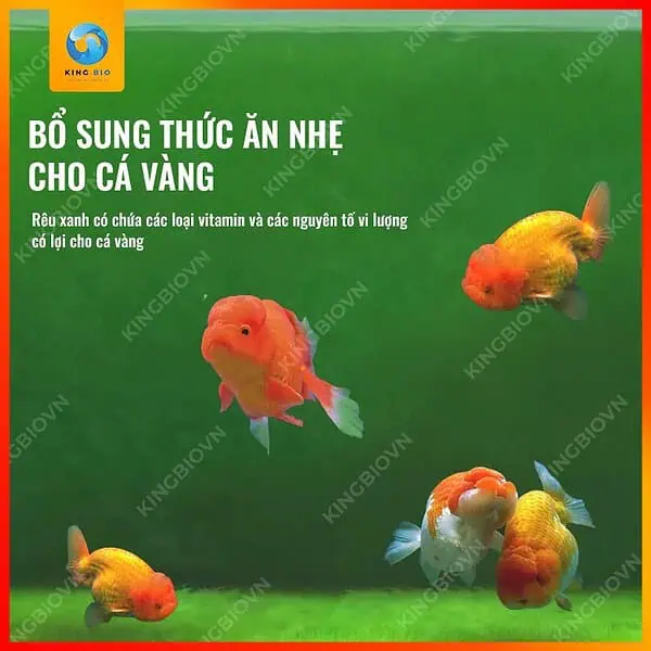 [Hộp 95g] Mầm rêu xanh Yee Algal Spores - Ảnh 4