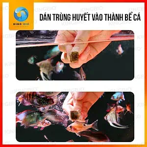 [Hộp 500ml] Trùng chỉ đông khô Voonline Tubificidae - Ảnh 2