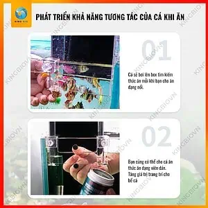 Box up ngược Acrylic Voonline – bể cá bay trang trí bể cá - Ảnh 2