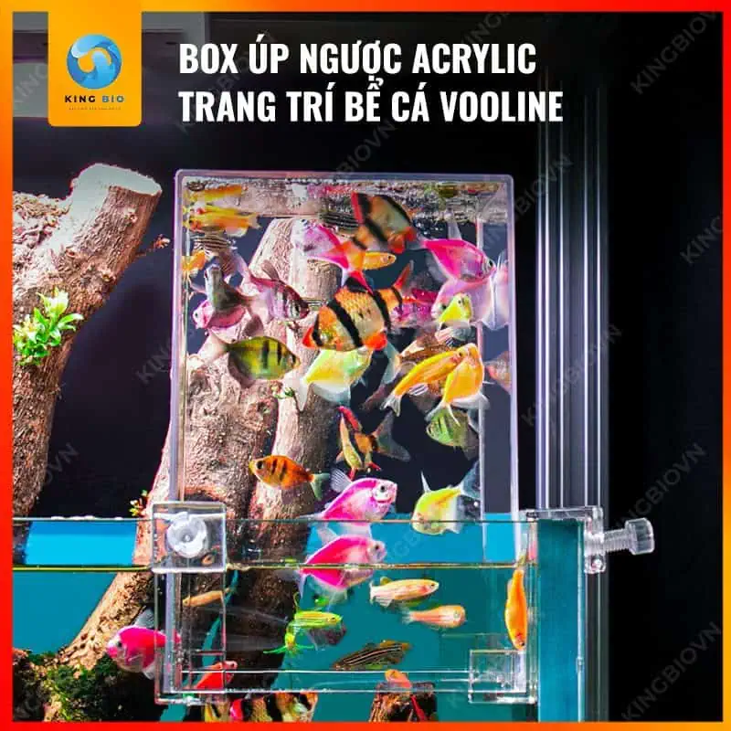 Box up ngược Acrylic Voonline