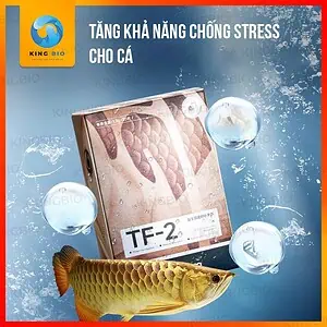 Vi sinh Cherlam TF-2 thúc đẩy tiêu hóa, cung cấp Axit Amin cho cá - Ảnh 4