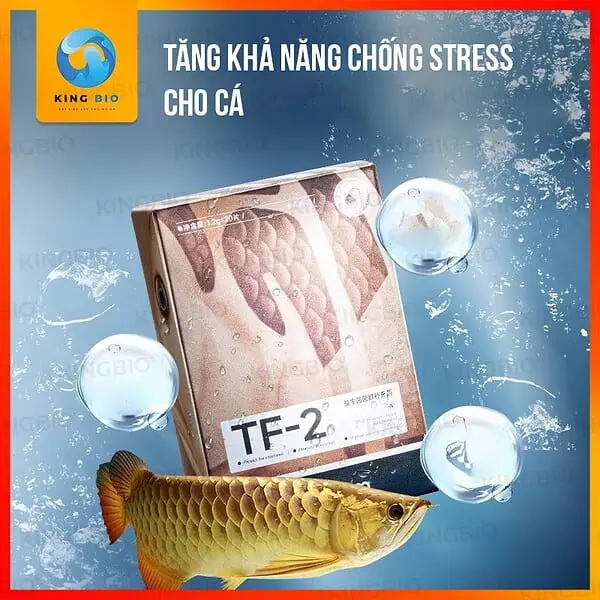 Vi sinh Cherlam TF-2 thúc đẩy tiêu hóa, cung cấp Axit Amin cho cá - Ảnh 4