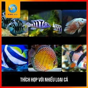 [Hạt chìm] Cám cá két panda Xiaoyu thức ăn giàu đạm và hỗ trợ tiêu hóa - Ảnh 4
