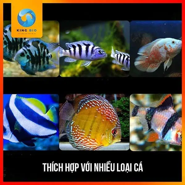 [Hạt chìm] Cám cá két panda Xiaoyu thức ăn giàu đạm và hỗ trợ tiêu hóa - Ảnh 4