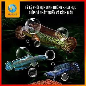 Cám cá lóc Xiaoyu thức ăn cân bằng dinh dưỡng, hỗ trợ lên màu - Ảnh 3