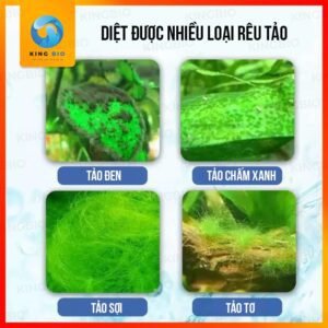 [Chai 500m] Chế phẩm sinh học diệt rêu Voonline Algae Remover không gây hại cho cá - Ảnh 3