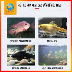 [Chai 500ml] Voonline B8 Professional EM Probiotics hỗ trợ hệ tiêu hóa cho cá - Ảnh 3