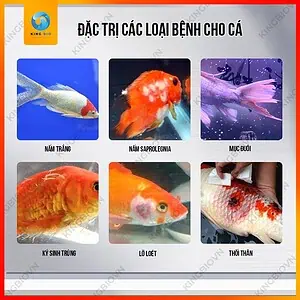 Voonline B6 Professional Methylene Blue thuốc trị bệnh ngoài da cho cá - Ảnh 2