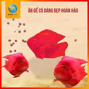 [Hạt nổi 3mm] Cám Yee Cherry Red thức ăn tăng màu và dinh dưỡng cho cá hồng két - Ảnh 2