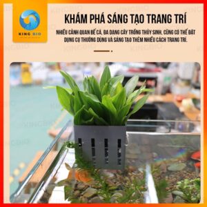 Giỏ trồng cây thủy canh móc thành hồ cá, hồ tép, hồ bán cạn - Ảnh 4