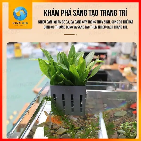 Giỏ trồng cây thủy canh móc thành hồ cá, hồ tép, hồ bán cạn - Ảnh 4