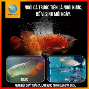[Chai 680ml] Bộ chăm sóc cá cảnh Mbio Dr Fish cá khỏe, nước trong - Ảnh 3