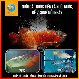 [Chai 680ml] Bộ chăm sóc cá cảnh Mbio Dr Fish cá khỏe, nước trong - Ảnh 3