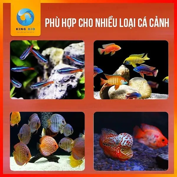 [Hộp 500ml] Trùng chỉ đông khô Pisceso Tubificidae - thức ăn dinh dưỡng cho cá cảnh - Ảnh 4