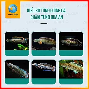 [Hạt nổi] Cám cá lóc cảnh Bessn S09 - thức ăn hỗ trợ tăng màu và phát triển toàn diện - Ảnh 3